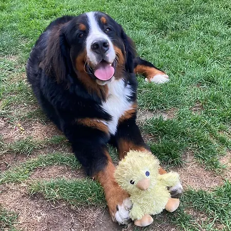 Aubauerngut 3* Radstadt