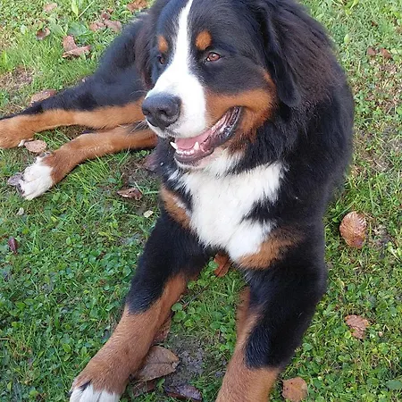 لاندهاوس أوبويرنغوت رادستادت