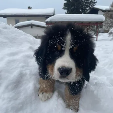 لاندهاوس أوبويرنغوت بيت ضيافة رادستادت