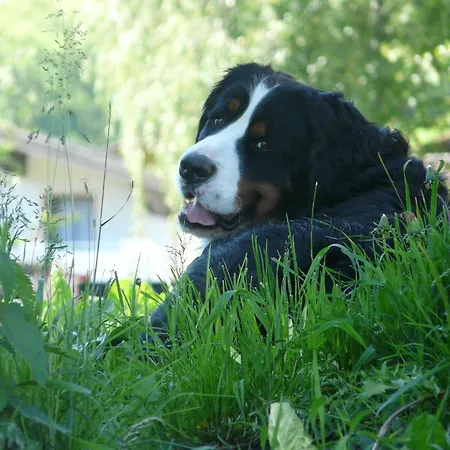 Gasthuis Aubauerngut Radstadt