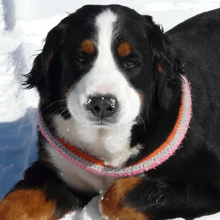 لاندهاوس أوبويرنغوت بيت ضيافة