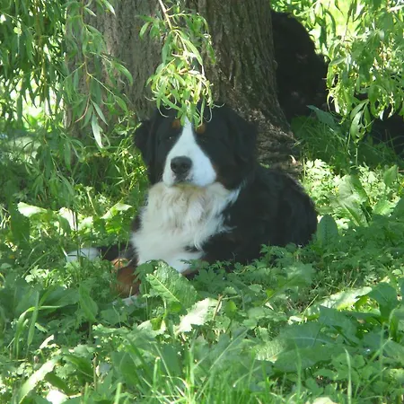 لاندهاوس أوبويرنغوت بيت ضيافة 3*